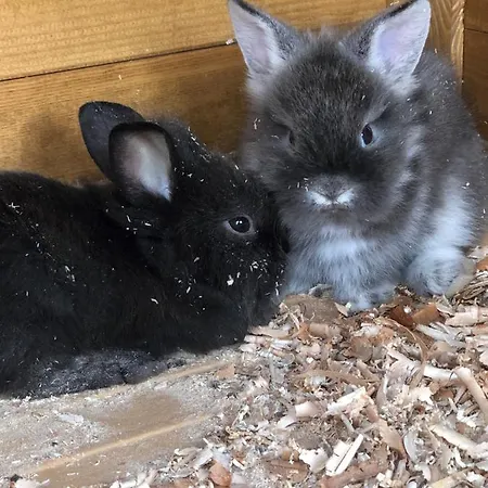 Apartmenthaus Sonnenhang