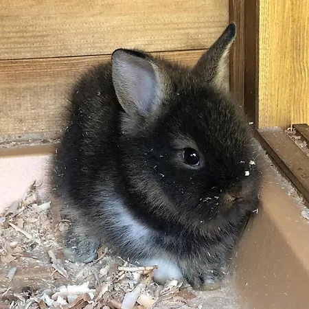 Appartamento Apartmenthaus Sonnenhang