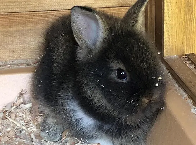 Appartement Apartmenthaus Sonnenhang